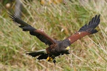Harris Hawk flying over grassy area in wilderness