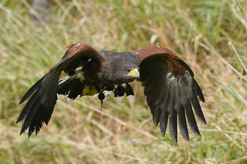 Harris Hawk flying over grassy field area in wilderness