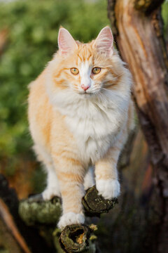 Katze im Garten, klettert auf Baum, Norwegische Waldkatze