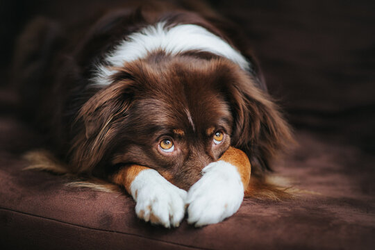 brauner Hund liegt auf Sofa
