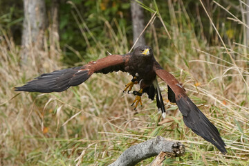 Harris Hawk flying over grassy field with forest behind