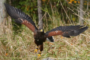 Harris Haw in flight in grassy field area in wilderness location