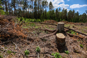 Fototapeta premium Deforestation. Ecology and nature conservation