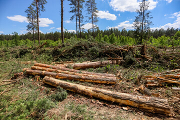 Deforestation. Ecology and nature conservation
