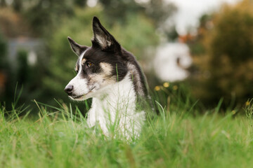 Husky Mix