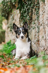 Husky Mix
