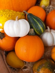 pumpkins and gourds
