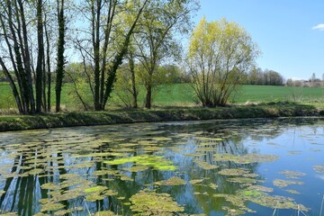 bel étang entouré de beaux arbres vert et son eau bleu turquoise recouverte d'algues polluantes...