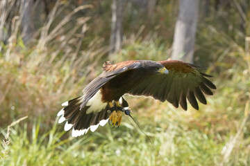 bird, flying, wildlife, flight, nature, animal, fly, wings, wild, sky, wing, beak, feathers, feather, birds, bird of prey, predator, raptor, kills with feet, two toned brown plumage, fall colours, win