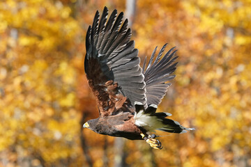 Harris Hawk flying in fall colours