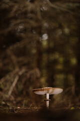 Pilz im Wald