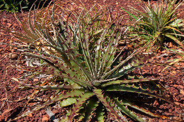Naklejka na ściany i meble Sydney Australia, aloe with green and red leaves, with red thorns