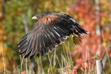 Harris Hawk flying in fall colours
