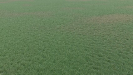 3d illustration of a green grass field combine with hay grass, grass texture background from the playground