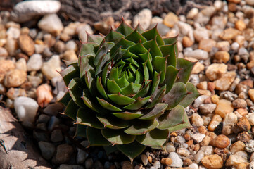 Sydney Australia, sempervivum succulent in rock garden
