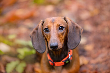 red dachshund for walking autumn forest  - obrazy, fototapety, plakaty