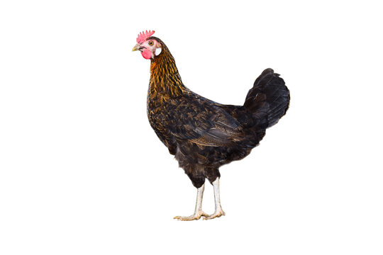 Young hen isolated on white background.