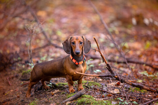 red dachshund for walking autumn forest 