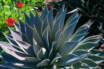 Fototapeta premium Sydney Australia, closeup of succulent leaves of lavender lady mangave plant 