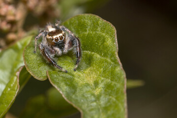 Male Thyene imperialis jumping spider walks on a plant looking for preys.
