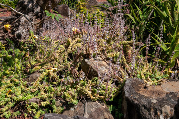 Fototapeta premium Sydney Australia, flowering crassula groundcover in rock garden