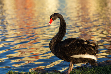 Obraz premium A black swan on a clear pond against the backdrop of a picturesque landscape