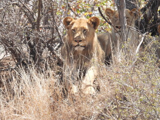 Kruger national park visit 
