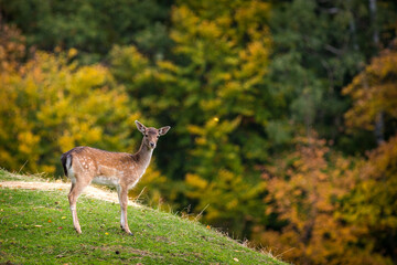 fallow deer in autumn nature - obrazy, fototapety, plakaty