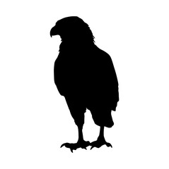 black hawk silhouette