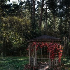 gazebo in the park