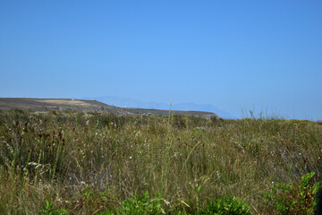 Fototapeta na wymiar dunes and grass