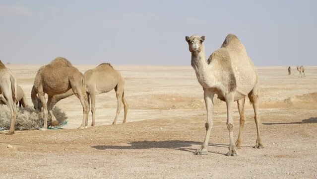 Camel herd with curious camel looking around sandy Dubai desert terrain