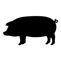 illustration of a pig