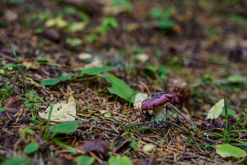 mushroom in the forest