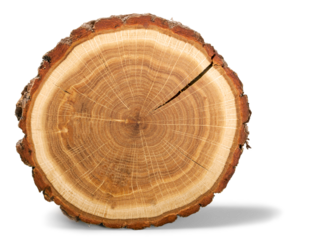 Wood round slice, isolated
