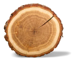 Tuinposter Wood round slice, isolated © BillionPhotos.com