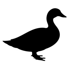 duck isolated on white