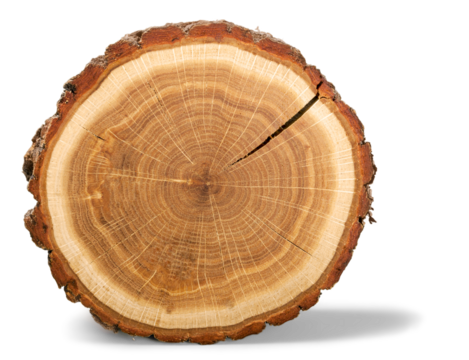 Wood round slice, isolated