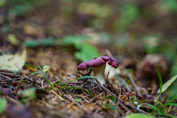 mushroom in the forest