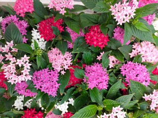 pink flowers in the garden