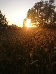 sunset in the field