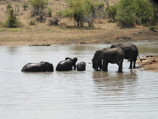 Kruger national park 