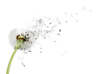 Flying dandelion seeds isolated over white - Powered by Adobe