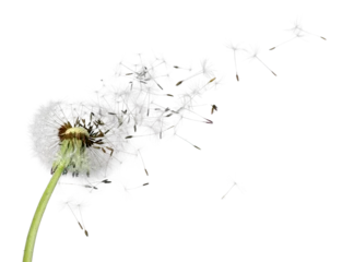 Fotobehang Flying dandelion seeds isolated over white © BillionPhotos.com