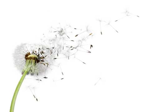 Flying dandelion seeds isolated over white