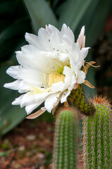 Sydney Australia, large white flower of an organ pipe cactus filled with ants and other insects