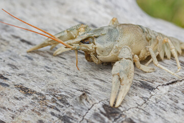 crayfish, close-up, on a lying tree, in a clearing
