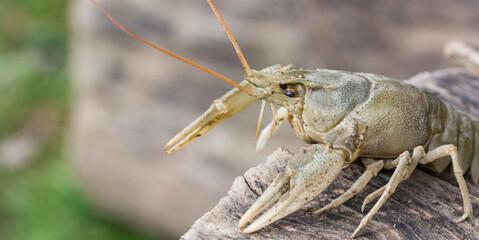 portrait of one crayfish, close-up, on a lying tree