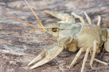 portrait of one crayfish, close up, side view
