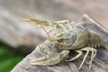 portrait of one crayfish, top view, on a lying tree, with a raised claw